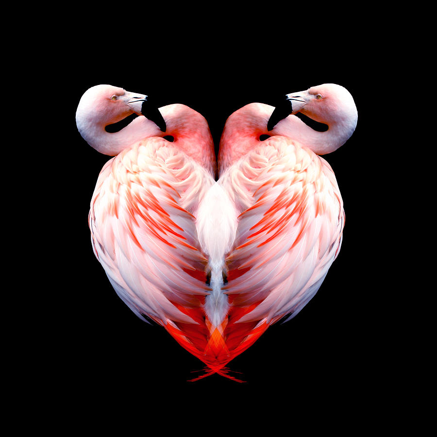 Flamingo Feathers Love Digital Art by M E