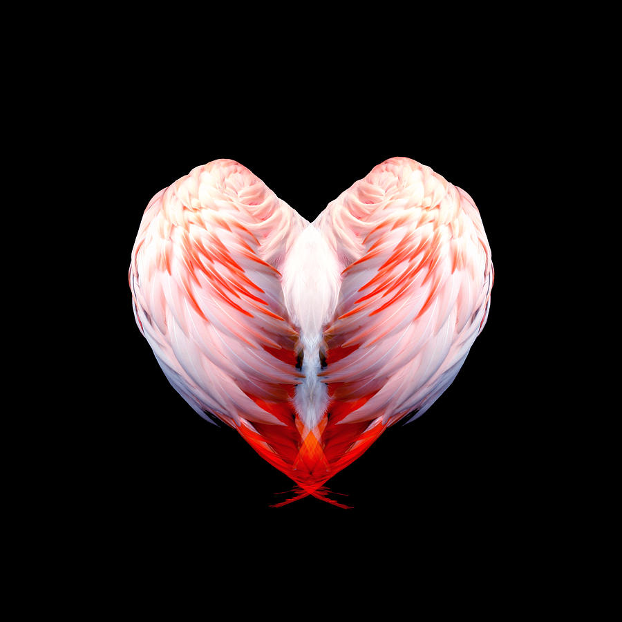 Flamingo Feathers Love Special Edition Digital Art by M E