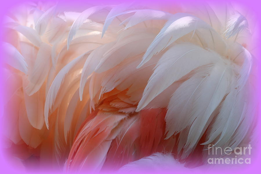 Flamingo Feathers Photograph by Rick Rauzi