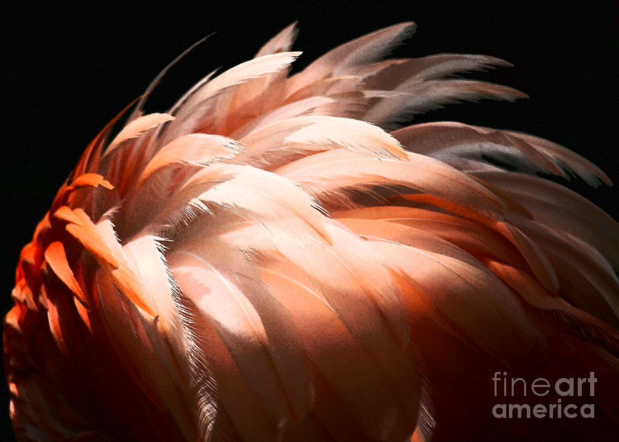 Flamingo Feathers Photograph by Sabrina L Ryan