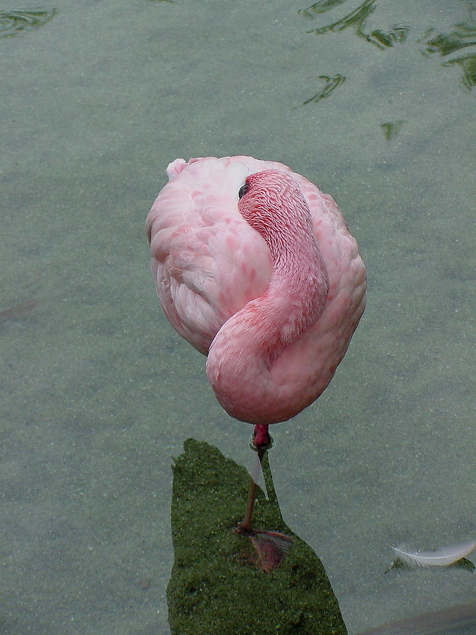 Flamingo Photograph - Flamingo Feathers by Shirley Heyn