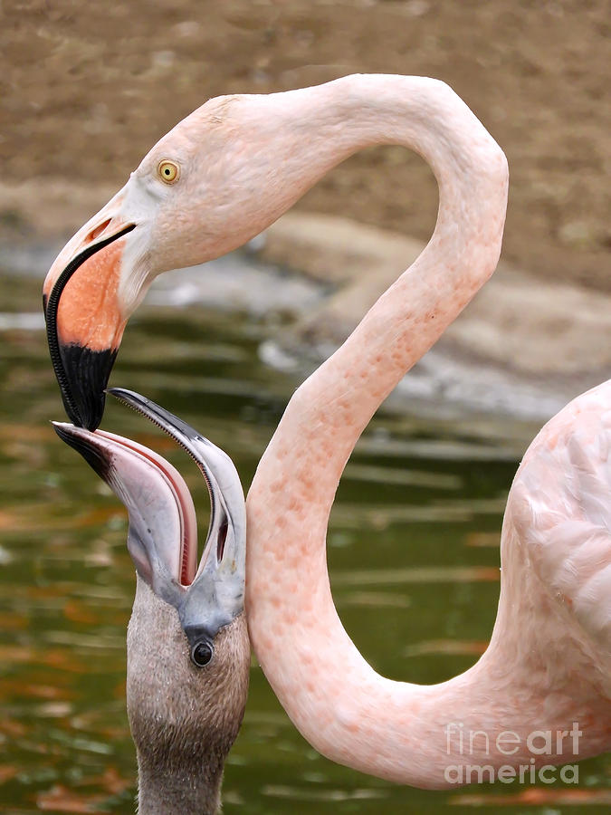 Flamingo Feeding Photograph by Beth Myer Photography