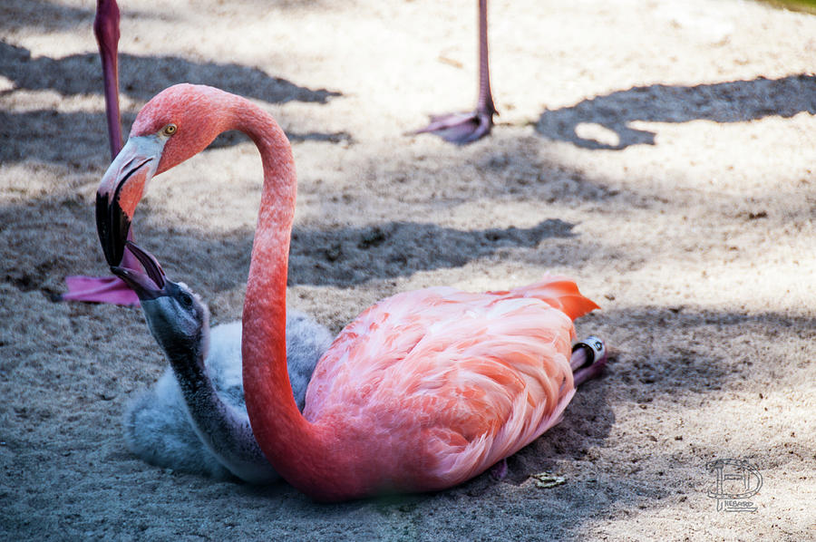 Flamingo Feeding CHick Photograph by Daniel Hebard