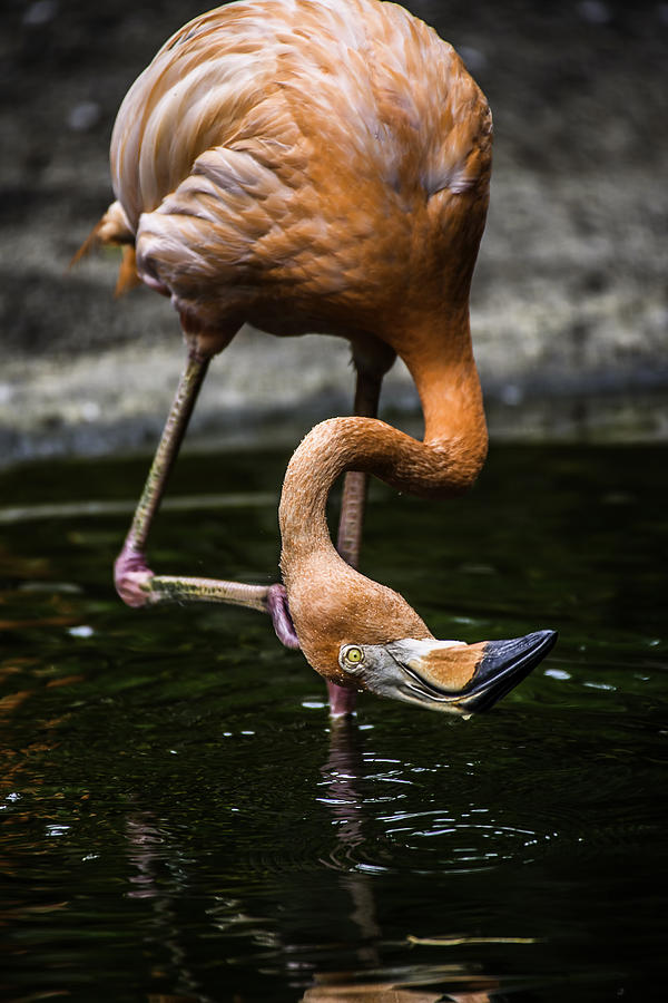 Flamingo Fishing Photograph by Camille Lopez