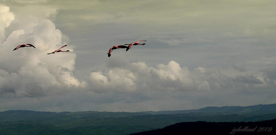 Flamingo Flight  Photograph by Joseph G Holland
