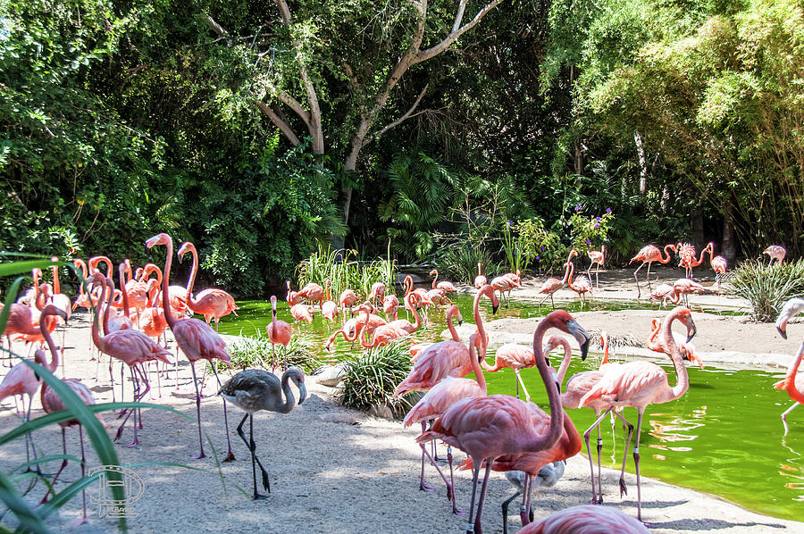Flamingo Flock Photograph by Daniel Hebard