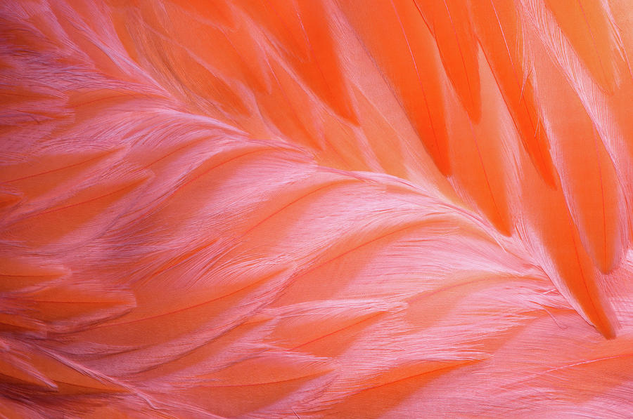 Flamingo Flow 1 Photograph by Michael Hubley