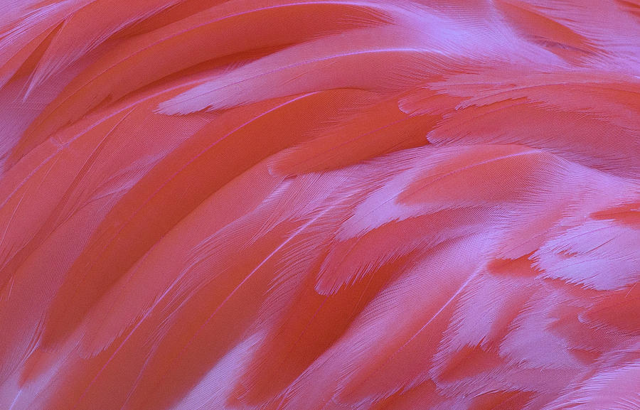 Flamingo Flow 2 Photograph by Michael Hubley