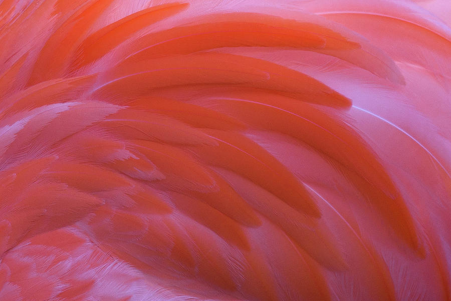Flamingo Flow 3 Photograph by Michael Hubley