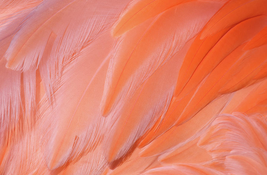 Flamingo Flow 4 Photograph by Michael Hubley