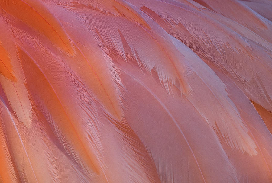 Flamingo Flow 5 Photograph by Michael Hubley