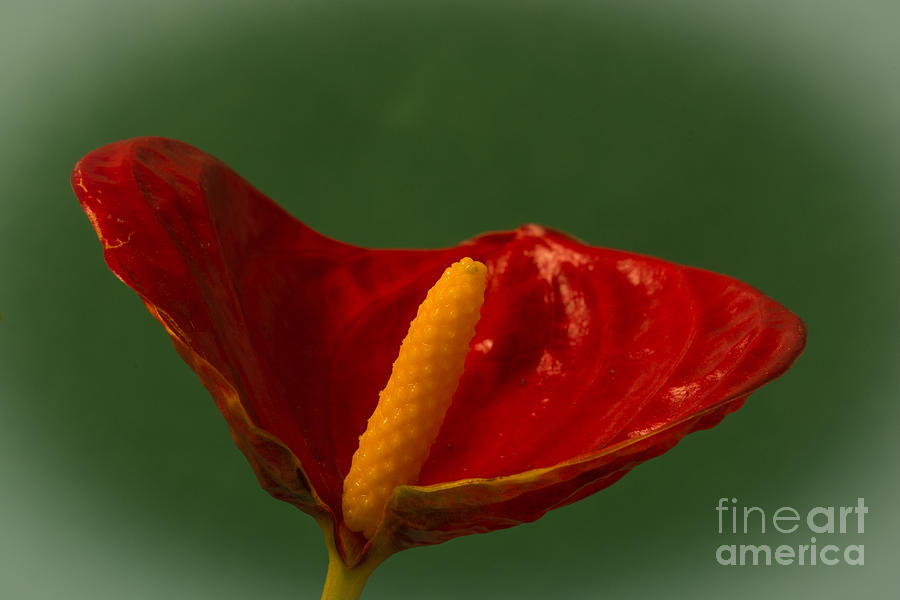 Flamingo Flower 1 Photograph by Steve Purnell