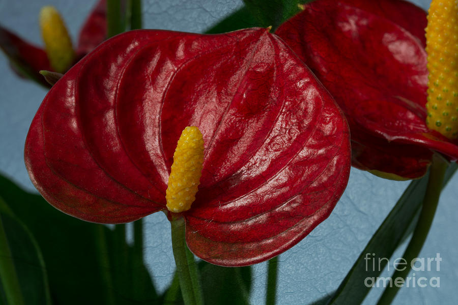 Flamingo Flower 2 Photograph by Steve Purnell