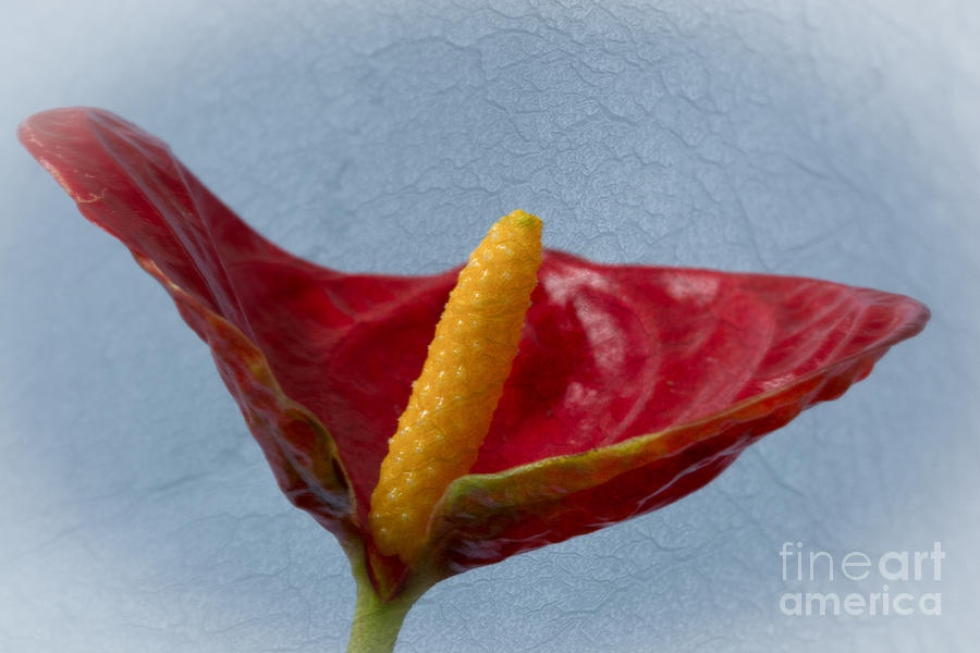 Flamingo Flower 3 Photograph by Steve Purnell