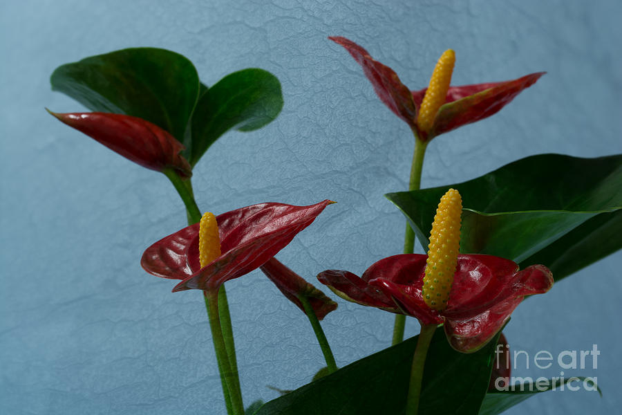 Flamingo Flower 4 Photograph by Steve Purnell