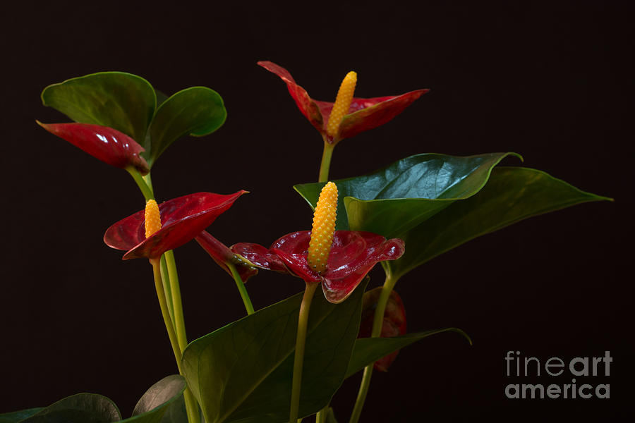 Nature Photograph - Flamingo Flowers by Steve Purnell