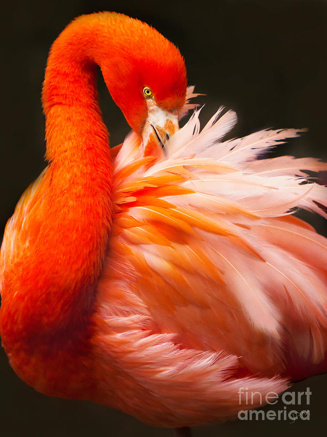 Flamingo Fluff Photograph