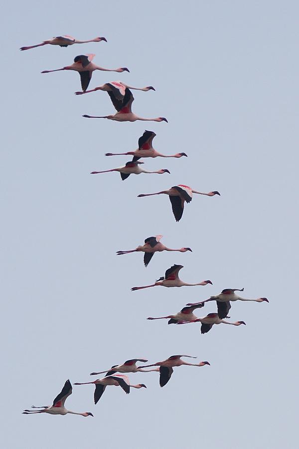 Flamingo Fly Over 2 Photograph by Ernest Echols