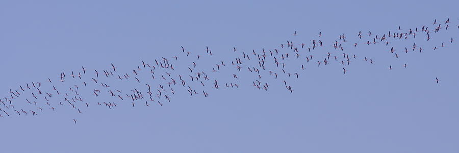 Flamingo Fly Over Photograph by Ernest Echols