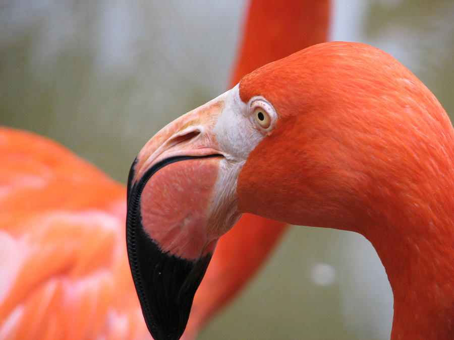 Animal Photograph - Flamingo Folly by Staci-Jill Burnley