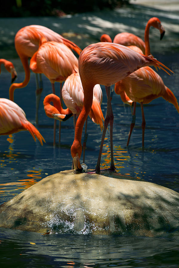 Flamingo Fountain Photograph by Lawrence Boothby