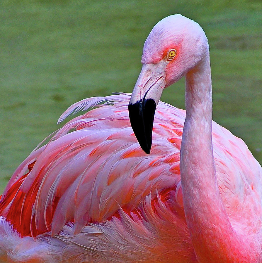 Flamingo  Photograph by Frances Ann Hattier