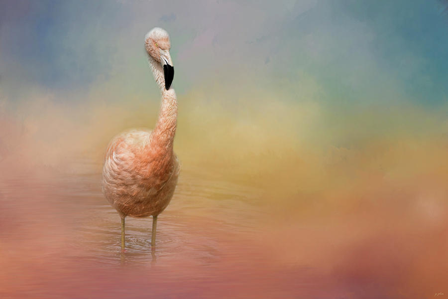 Flamingo Friday Bird Art Photograph by Jai Johnson
