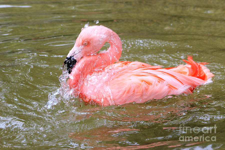 Flamingo Fun Photograph by Kathy White