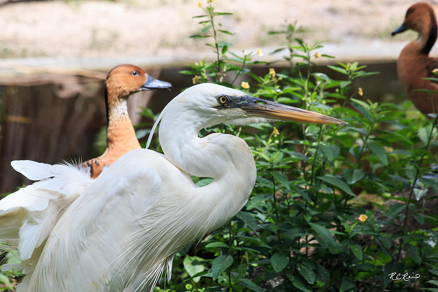 Flamingo Gardens - Great Egret Profile Photograph by Ronald Reid