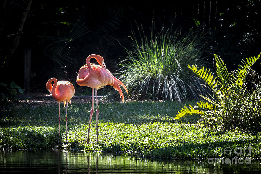 Flamingo Gardens Photograph by Liesl Walsh