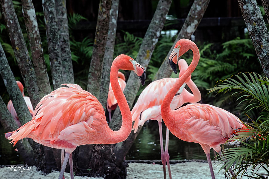Flamingo Gardens - Pink Flamingos Greeting Photograph by Ronald Reid