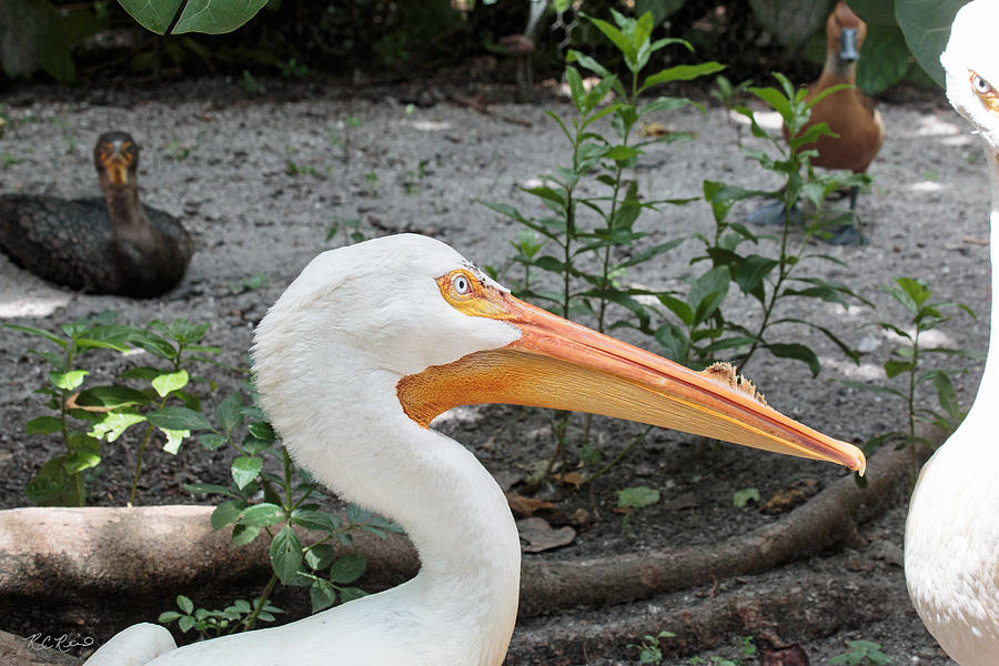 Flamingo Gardens - White Pelican and Friends Photograph by Ronald Reid