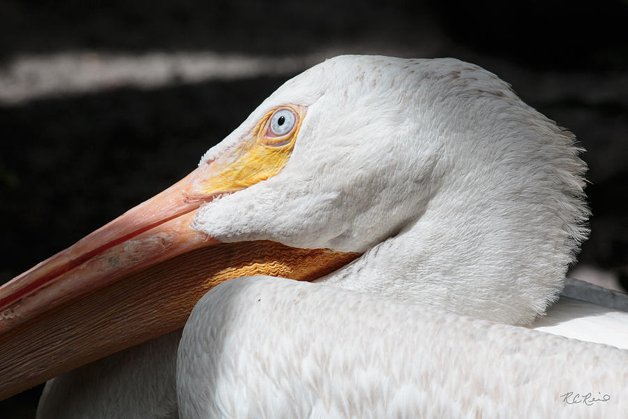 Flamingo Gardens - White Pelican Up Close Photograph by Ronald Reid