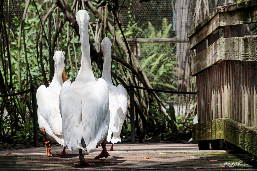 Flamingo Gardens - White Pelicans Taking a Stroll Photograph by Ronald Reid