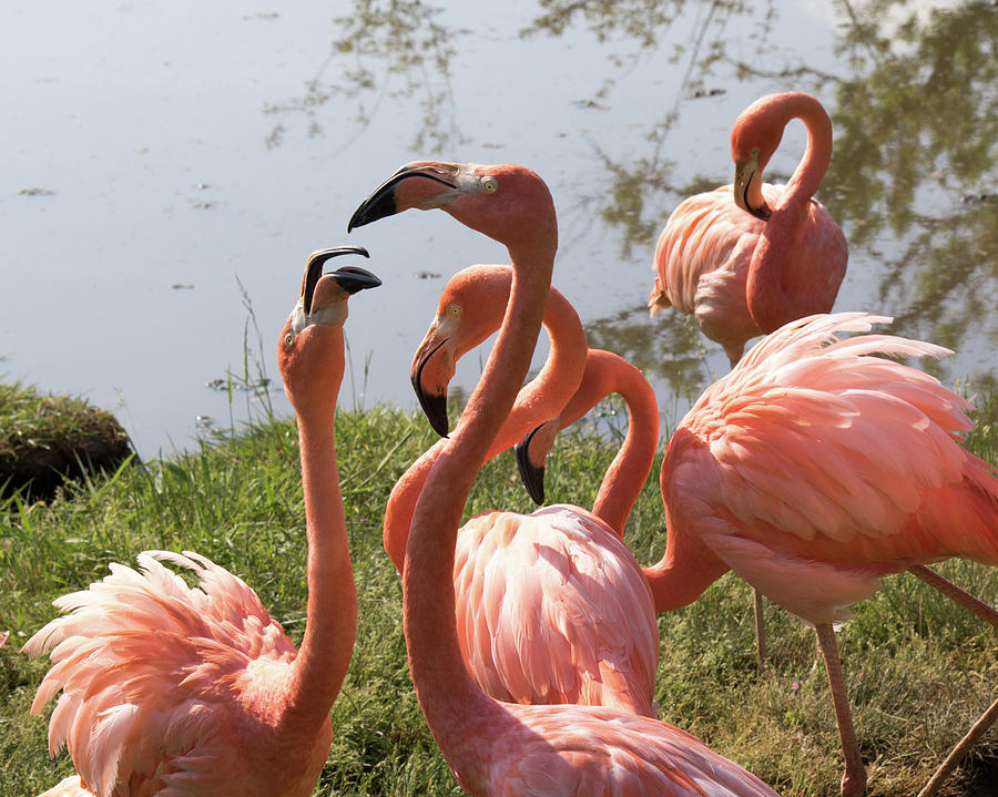 Flamingo Photograph - Flamingo - Going in for the Kiss by CJ Park