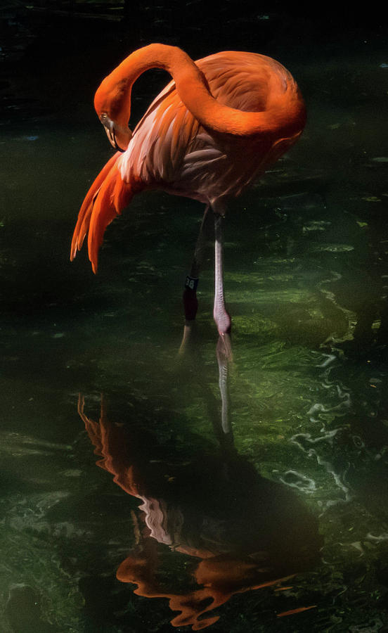 Flamingo Grace Photograph by Lois Booth - Fine Art America