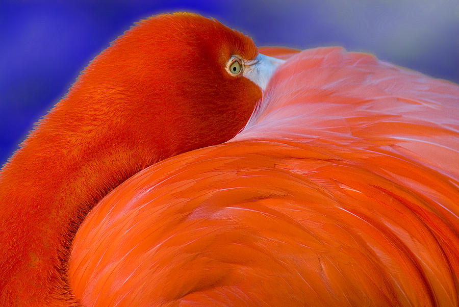 Flamingo Photograph by Harry Spitz