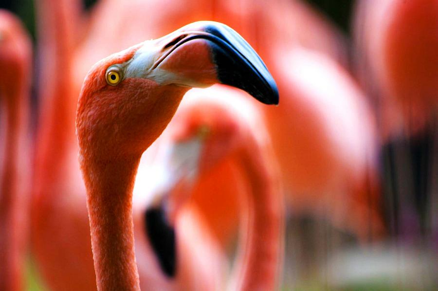 Flamingo Head Photograph