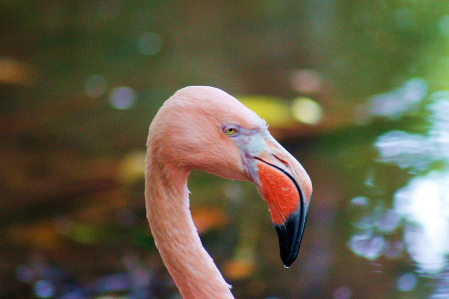 Flamingo Head Photograph by Robert Wilder Jr