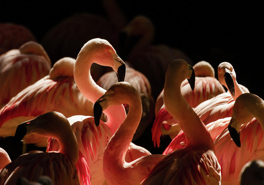 Flamingo Herd Photograph by Kevin Case - Pixels