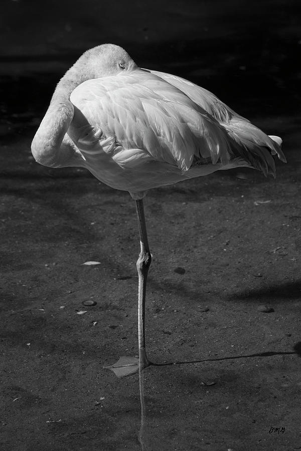 Flamingo I BW Photograph by David Gordon