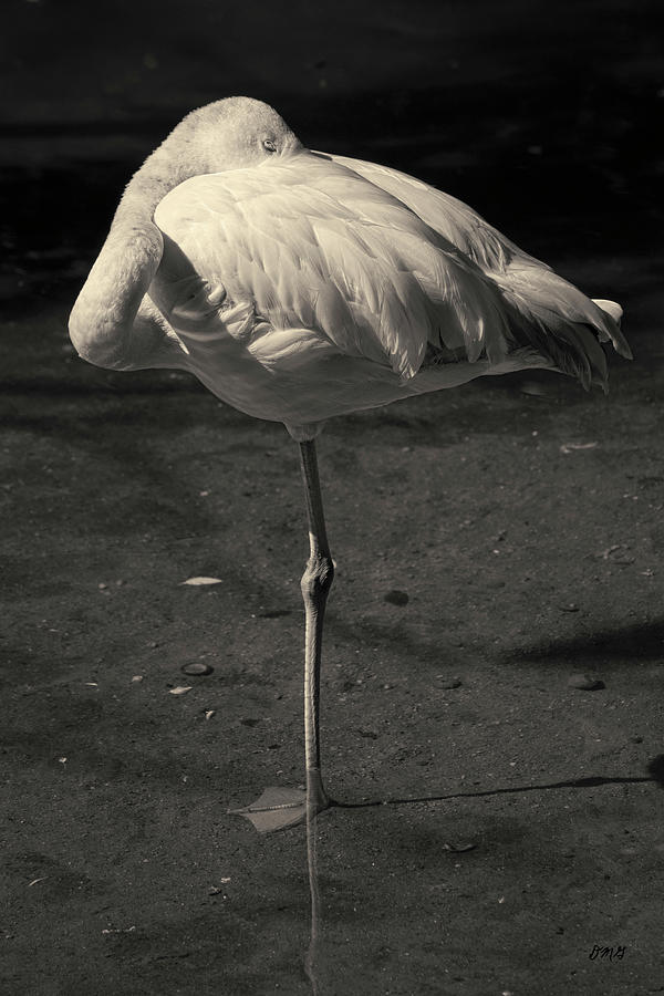Flamingo I Toned Photograph by David Gordon