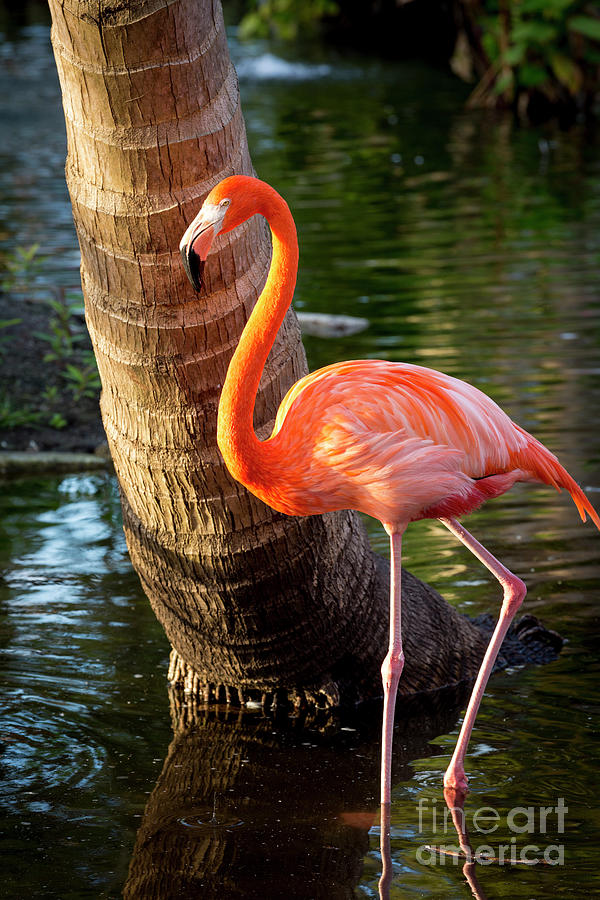 Flamingo II Photograph by Brian Jannsen