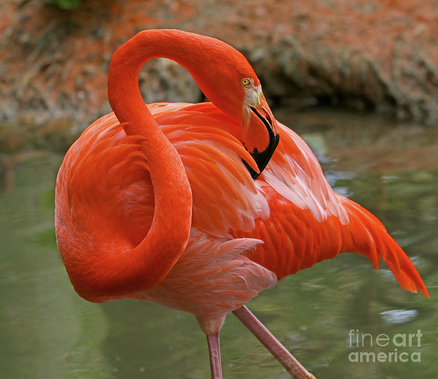 Flamingo II Photograph by Larry Nieland