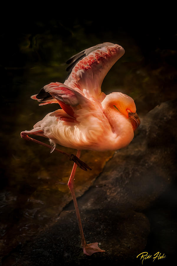 Flamingo in Darkness Photograph by Rikk Flohr
