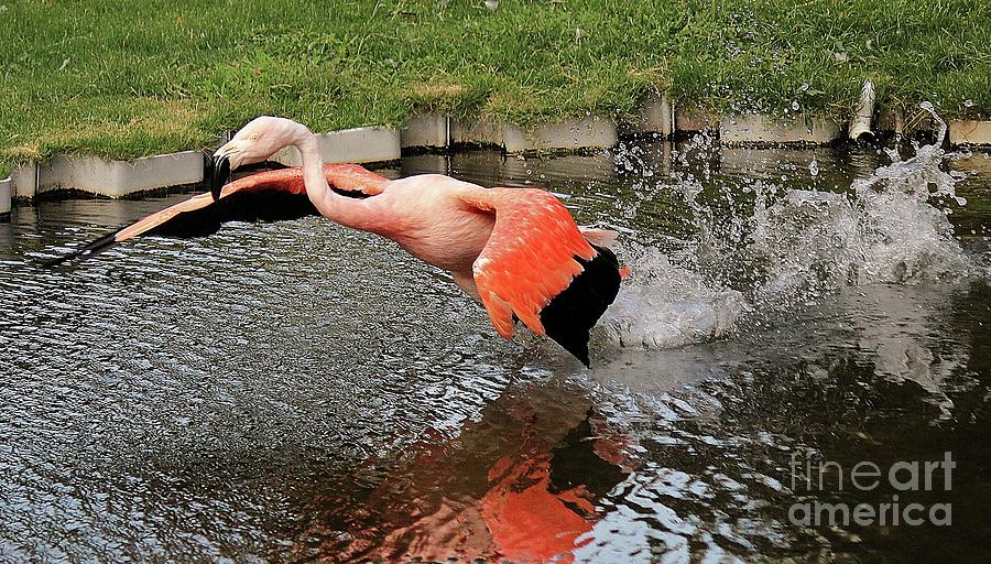 Flamingo Photograph - Flamingo In Flight by Paulette Thomas