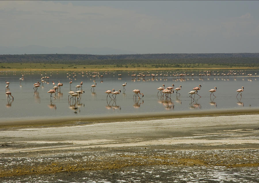 Flamingos Magadi hot springs Kenya Photograph by Patrick Kain