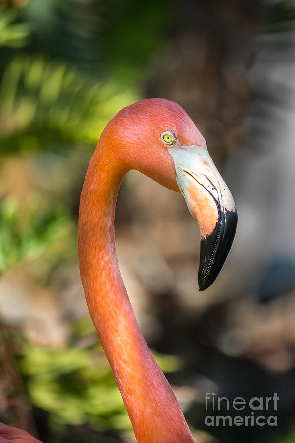 Flamingo in the Tropics Photograph by Liesl Walsh