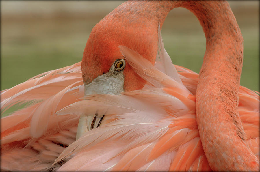 Flamingo Photograph by Jaime Mercado