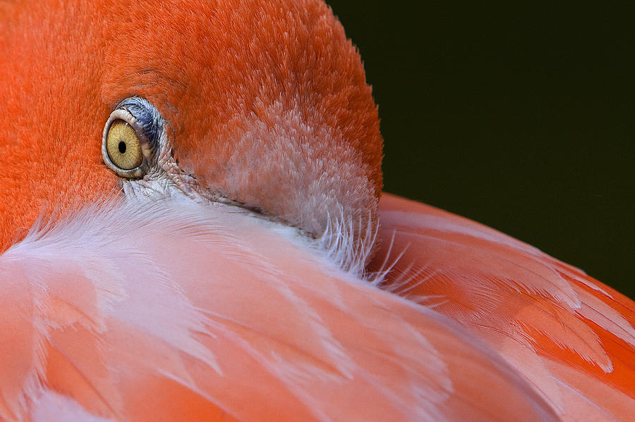 Flamingo Photograph - Flamingo Eye by Ken Barrett